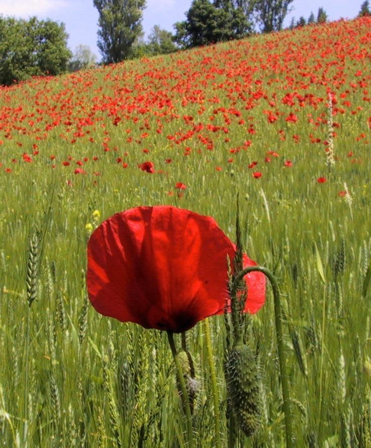Remembrance Day poems